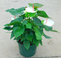 White Anthurium
